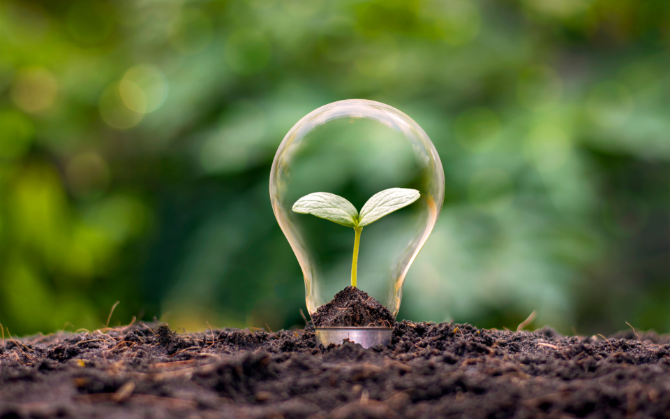 Seedling growing inside lightbulb